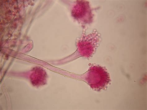 Fungal Spores